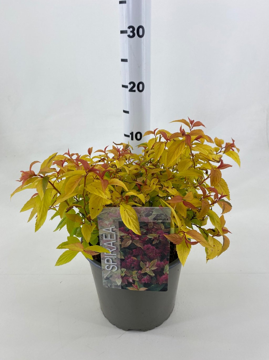 Spiraea jap. 'Goldflame' - C3 20-30 CM